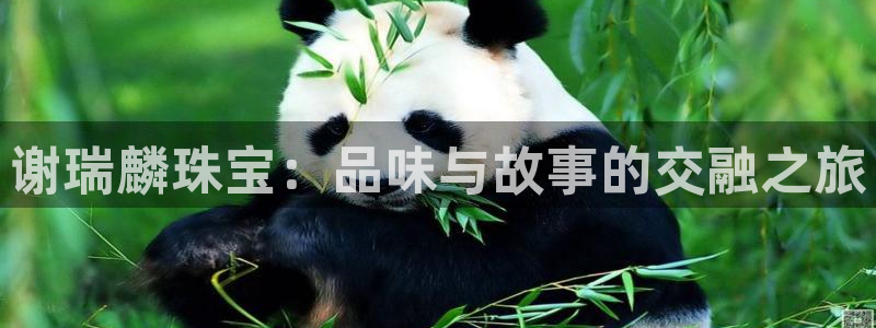 天宏娱乐集团董事长