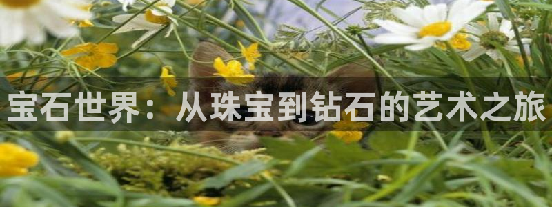 天宏娱乐小号是什么