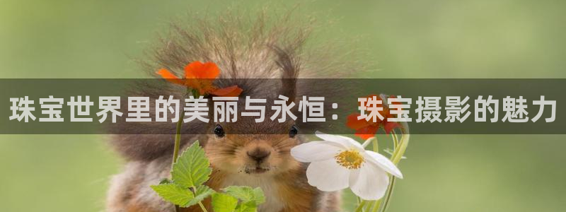 东莞天宏娱乐：珠宝世界里的美丽与永恒：珠宝摄影的魅力